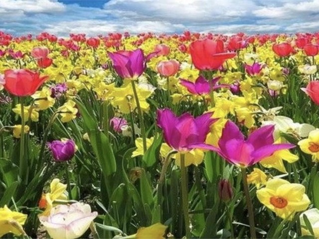 ¿Por qué nos afecta la primavera a la estabilidad emocional?